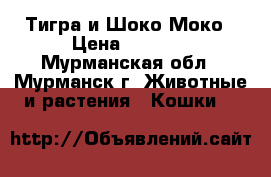 Тигра и Шоко-Моко › Цена ­ 8 000 - Мурманская обл., Мурманск г. Животные и растения » Кошки   